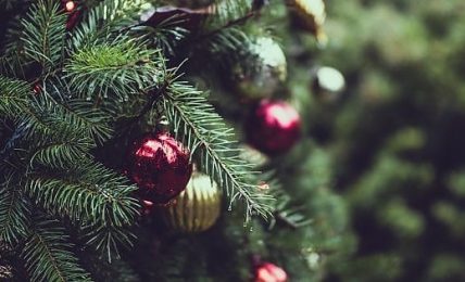 Contrordine, l'albero di Natale vero è meglio di quello di plastica
