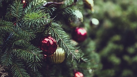 Contrordine, l'albero di Natale vero è meglio di quello di plastica