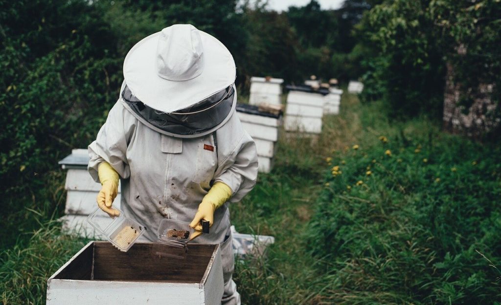 Come adottare un alveare con 3Bee, la start up che salva le api con l’IoT