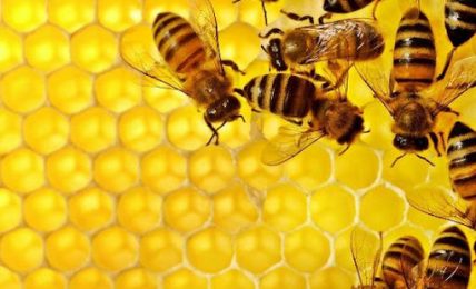 L’impegno di Ferrero per le api: la multinazionale sostiene il progetto "Pollinet the Planet"